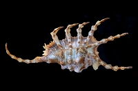 Lambis scorpius 5-2016 9440